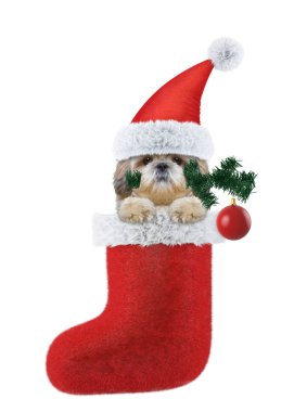 Shitzu köpek Noel ağacı ve top ile. Beyaz izole