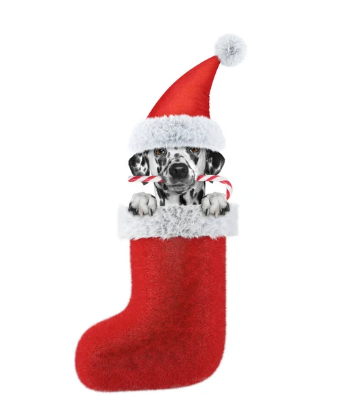 Cão dálmata bonito com doces de Natal em meia. Isolado em branco — Fotografia de Stock