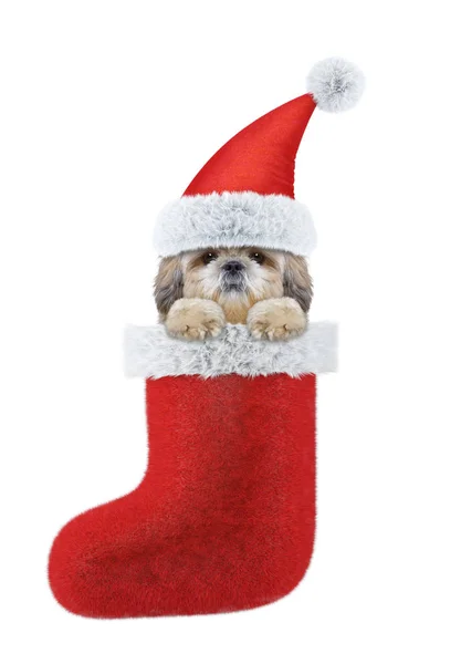 Shitzu σκυλί σε ένα καπέλο του Αϊ Βασίλη στην κάλτσα. Απομονωμένα σε λευκό — Φωτογραφία Αρχείου