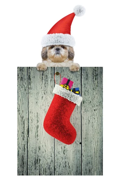 Navidad con lindo perro shitzu. Aislado sobre blanco —  Fotos de Stock