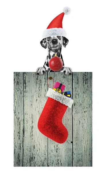 Navidad con lindo perro dálmata. Aislado sobre blanco —  Fotos de Stock