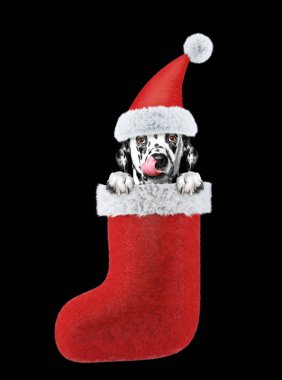 Noel Baba şapkası çorap içinde köpek. Siyah izole