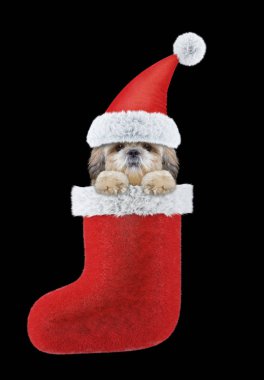Shitzu köpek çorap Noel Baba'nın bir şapka. Siyah izole