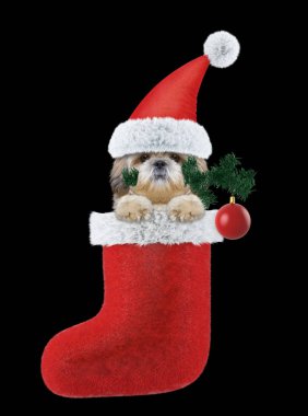 Shitzu köpek Noel ağacı ve top ile. Siyah izole