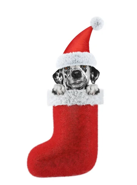 Cão dálmata bonito em meia de Natal. Isolado em branco — Fotografia de Stock