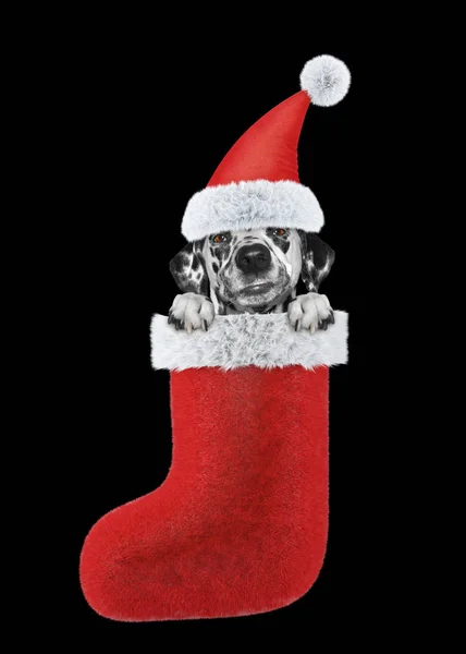 Милий далматинський собака в різдвяному панчосі. Ізольовані на чорному — стокове фото