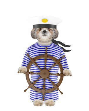 Shitzu köpek bir denizci olarak giyinmiş. Beyaz izole