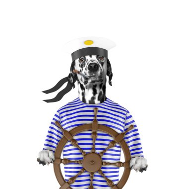 Dalmaçya köpeği bir denizci olarak giyinmiş. Beyaz izole