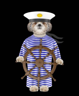 Shitzu köpek bir denizci olarak giyinmiş. Siyah izole