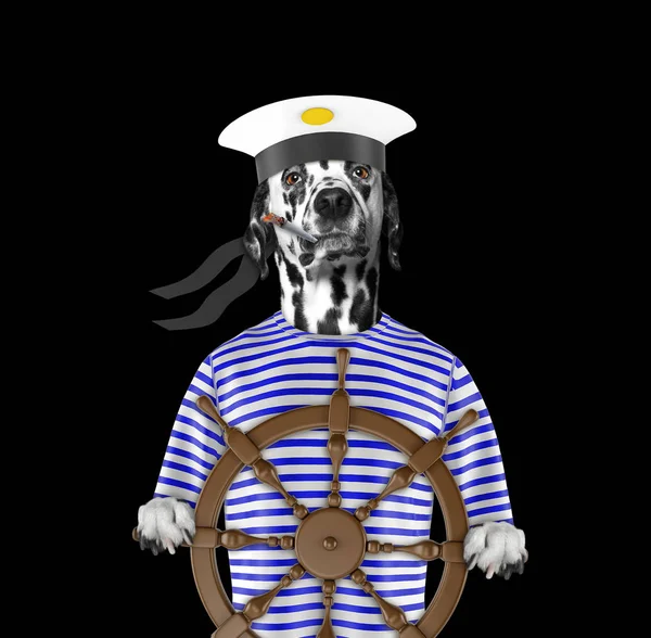 Dalmaçya köpeği bir denizci olarak giyinmiş. Siyah izole
