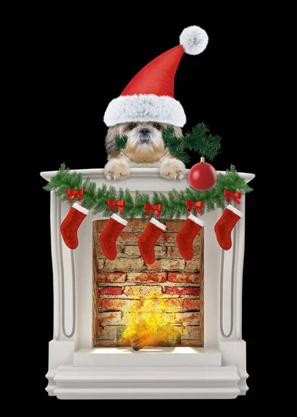 Shitzu dog with Christmas tree and ball near fireplace. Isolated on black — Stock Photo, Image