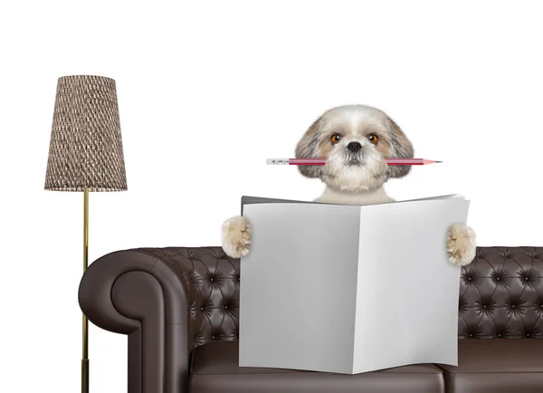 Cute dog with pencil reading newspaper with space for text on sofa in living room. Isolated on white — Stock Photo, Image