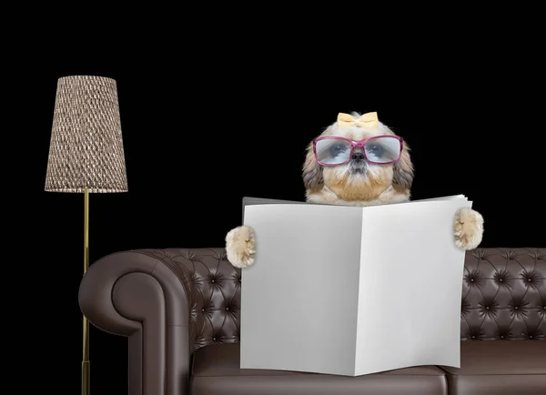 Собака Шитцу в окулярах читає газету з місцем для тексту на дивані у вітальні. Ізольовані на чорному — стокове фото