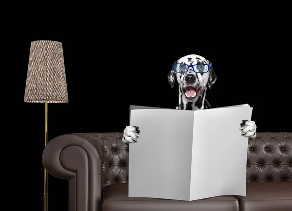 Усміхнений далматинський собака в окулярах читає газету з місцем для тексту на дивані у вітальні. Ізольовані на чорному — стокове фото