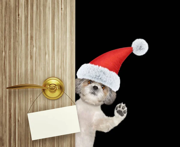 Lindo perro shitzu en rojo navidad Santa Claus sombrero mirando por la puerta de entrada en casa con tarjeta vacía. Aislado en negro —  Fotos de Stock