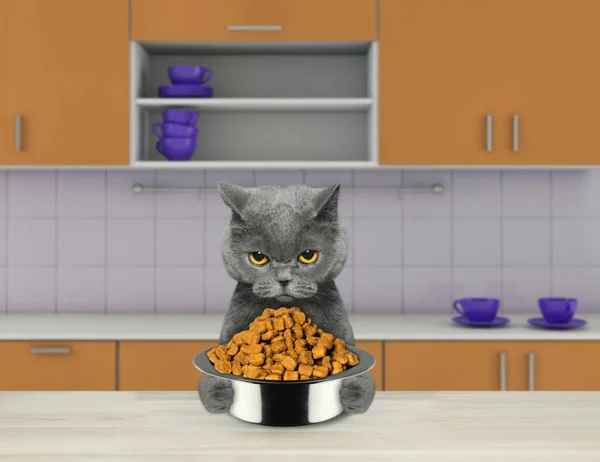 Gato com fome com tigela de comida sentado na cozinha e pronto para comer — Fotografia de Stock