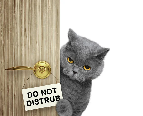 Katze lugt hinter der Tür hervor. isoliert auf weiß — Stockfoto