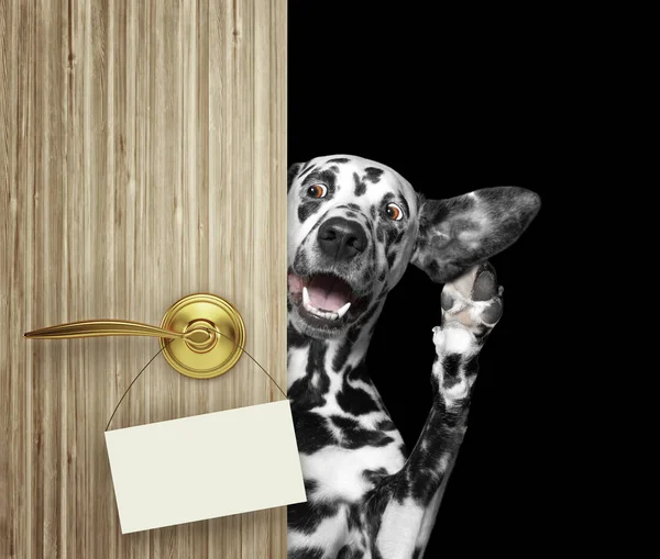 Щасливий собака дивиться з-за дверей. і listnen. Ізольовані на чорному — стокове фото