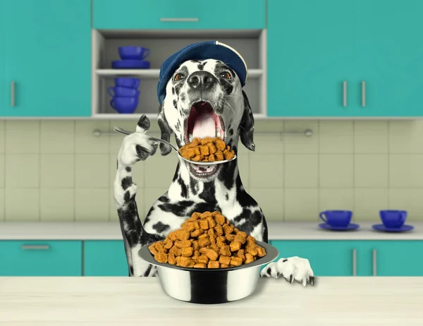Голодний далматинський собака збирається їсти сухий корм — стокове фото