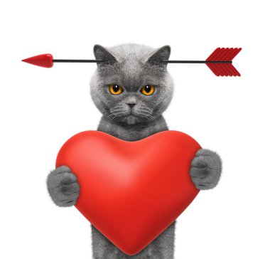 Şirin kedi aşık Sevgililer günü düşen. Beyaz izole