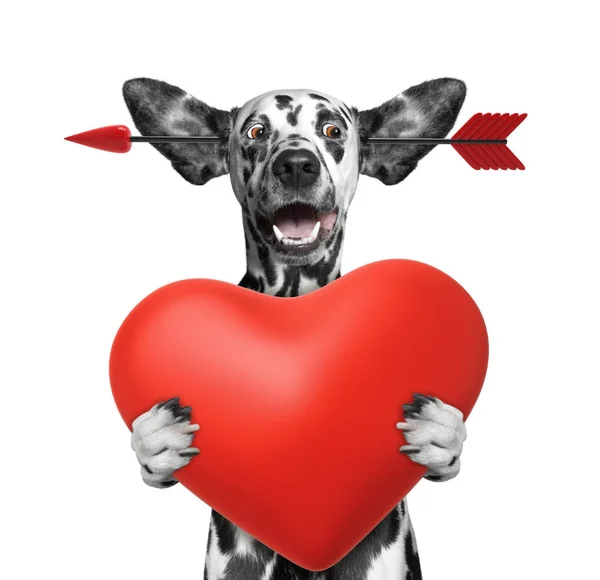 Cute dalmatian dog is falling in love on valentines day. Isolated on white — Stock Photo, Image