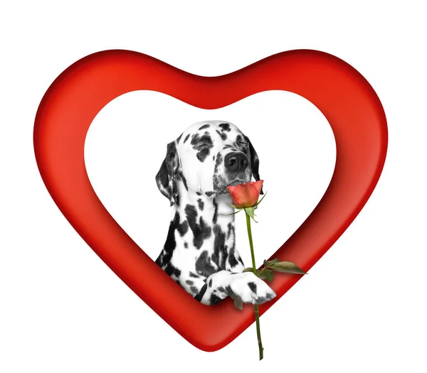 Perro dálmata con una rosa roja en el corazón de San Valentín. Aislado sobre blanco —  Fotos de Stock