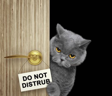 Kedi dışarı Kapının arkasından iletiye göz atar. Siyah izole