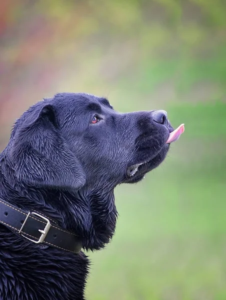 Portrait of black happy labrador — Stock Photo, Image