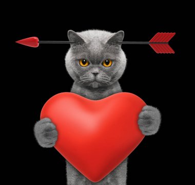 Şirin kedi aşık Sevgililer günü düşen. Siyah izole