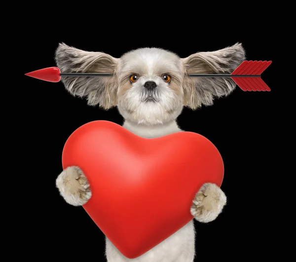 Cute shitzu dog is falling in love on valentines day. Isolated on black — Stock Photo, Image