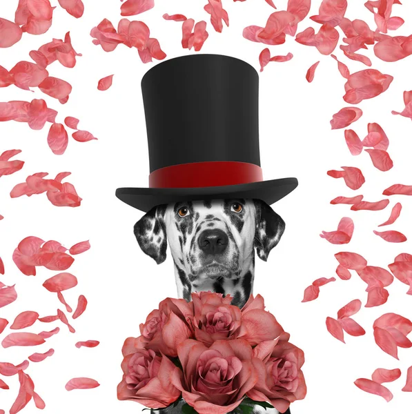 Valentines câine într-un cilindru cu pălărie înaltă cu trandafiri — Fotografie, imagine de stoc