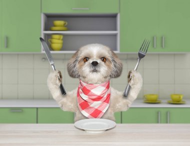 Bıçak ve çatal mutfakta masada oturan yemek için aç shitzu köpekle
