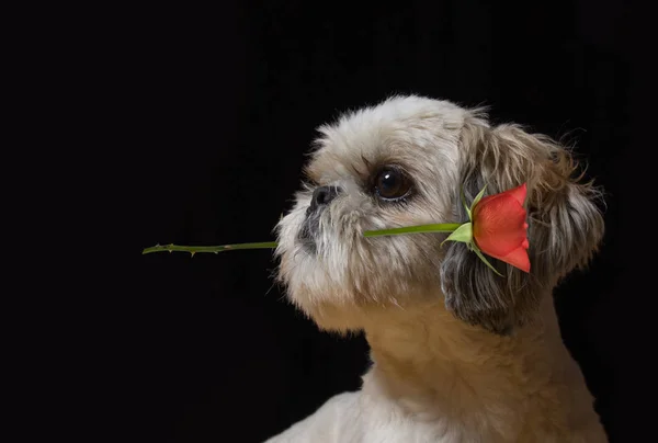 Shitzu cão com rosa na boca — Fotografia de Stock