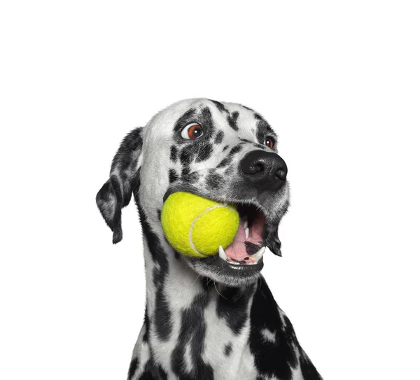 Ağzına bir top tutan sevimli Dalmaçyalı köpek. Beyaz izole