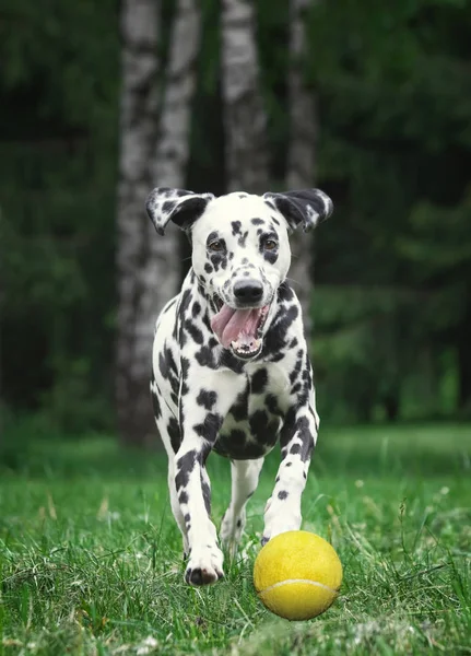 Cão dálmata pegando uma bola de tênis — Fotografia de Stock