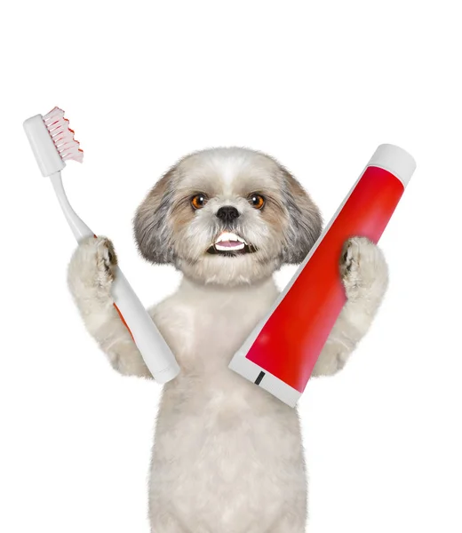 Симпатичная собачка чистит зубы зубной щеткой. Изолированные на белом — стоковое фото