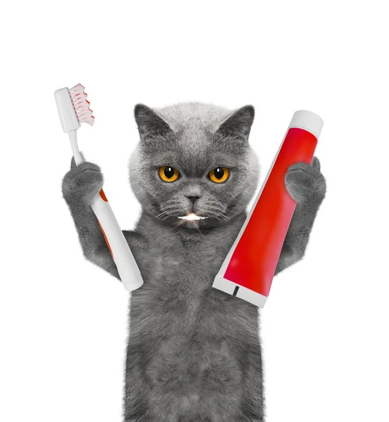 Cute cat clean the teeth with a toothbrush. Isolated on white — Stock Photo, Image