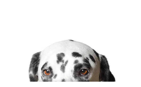 Roztomilý Dalmatin pes skrývá. Izolované na bílém — Stock fotografie