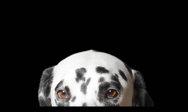 Schattig Dalmatische hond is verstopt. Geïsoleerd op wit — Stockfoto