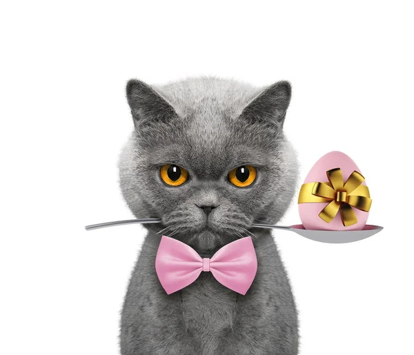 Lindo gato con cuchara y huevo de Pascua. Aislado sobre blanco — Foto de Stock