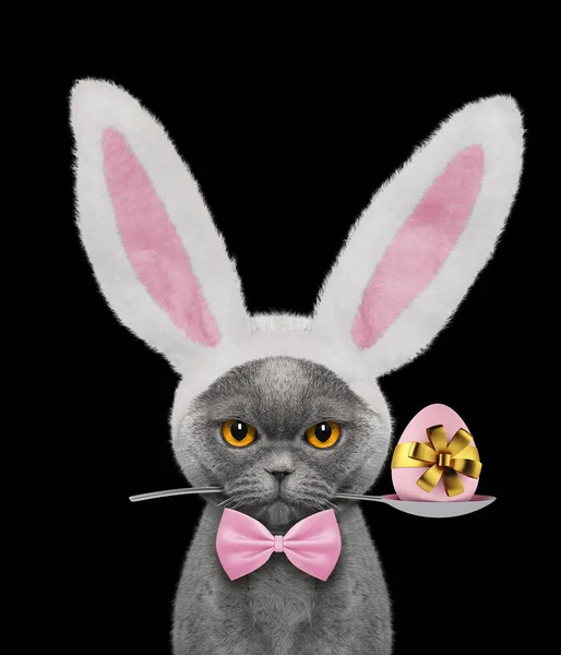 Joli chat avec des oreilles de lapin et un oeuf de Pâques. Isolé sur noir — Photo