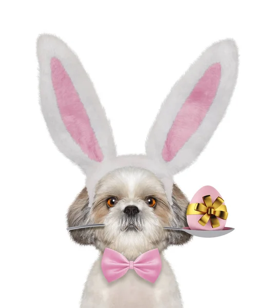 Lindo perro shitzu con orejas de conejo y huevo de Pascua. Aislado sobre blanco — Foto de Stock