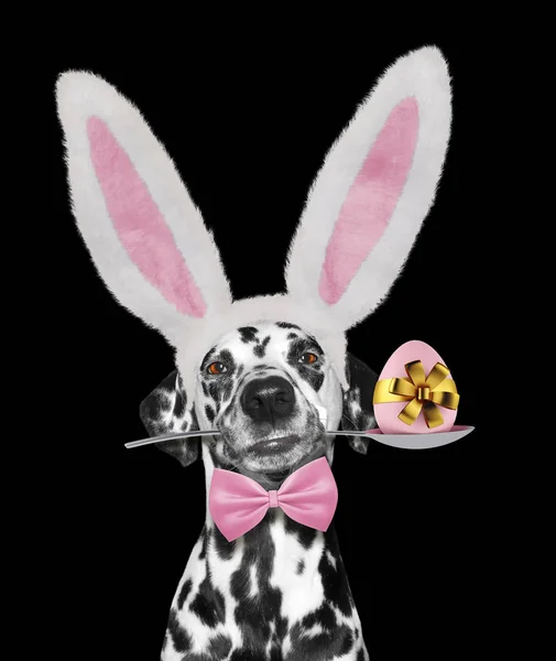 Lindo perro dálmata con orejas de conejo y huevo de Pascua. Aislado en negro — Foto de Stock
