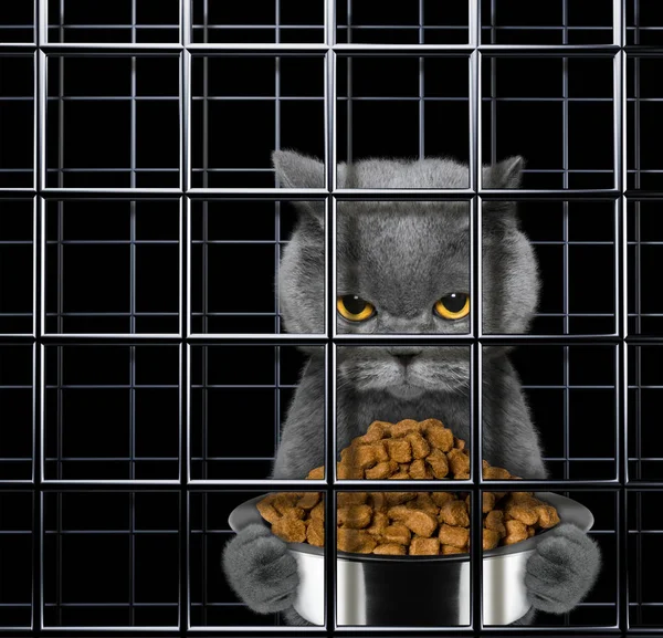 Bad Cat Stock Photo - Download Image Now - Domestic Cat, Prisoner, Trapped  - iStock