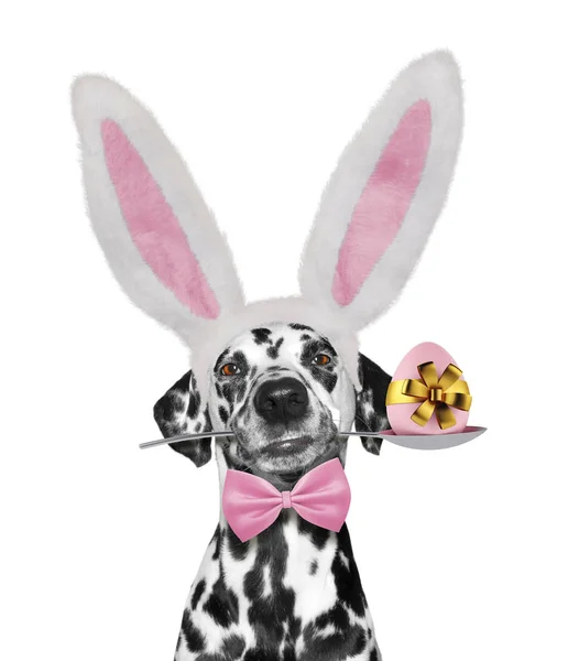 Mignon chien dalmate avec oreilles de lapin et oeuf de Pâques. Isolé sur blanc — Photo