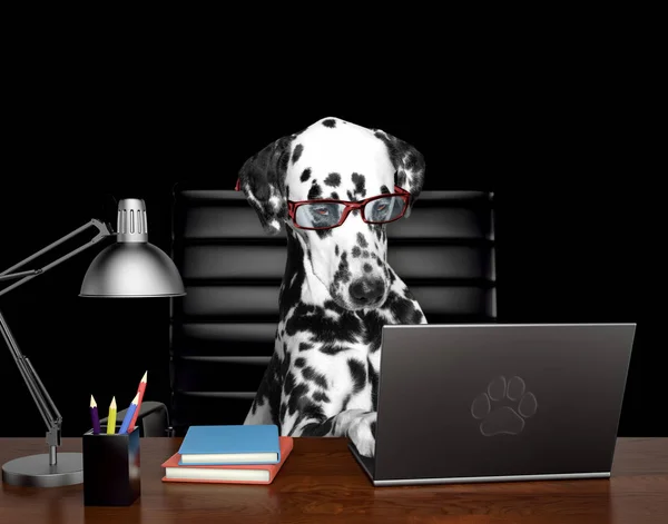 Dalmatin pes v brýlích je dělat nějakou práci na počítači. Izolované na černé — Stock fotografie