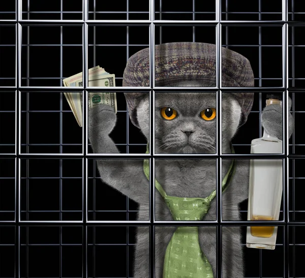 Bad Cat Stock Photo - Download Image Now - Domestic Cat, Prison, Prisoner -  iStock