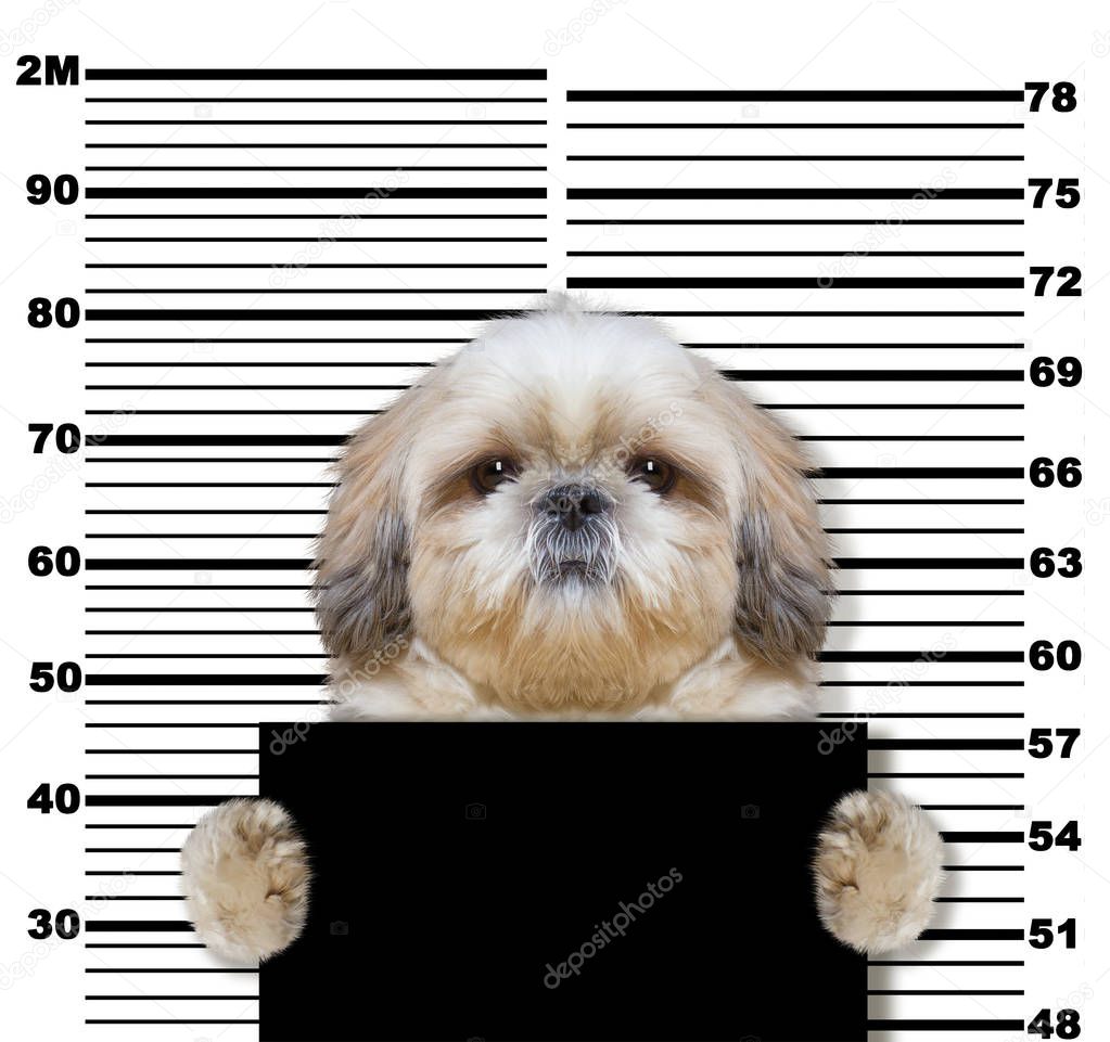 Bad shitzu dog at the police station. Photo on white