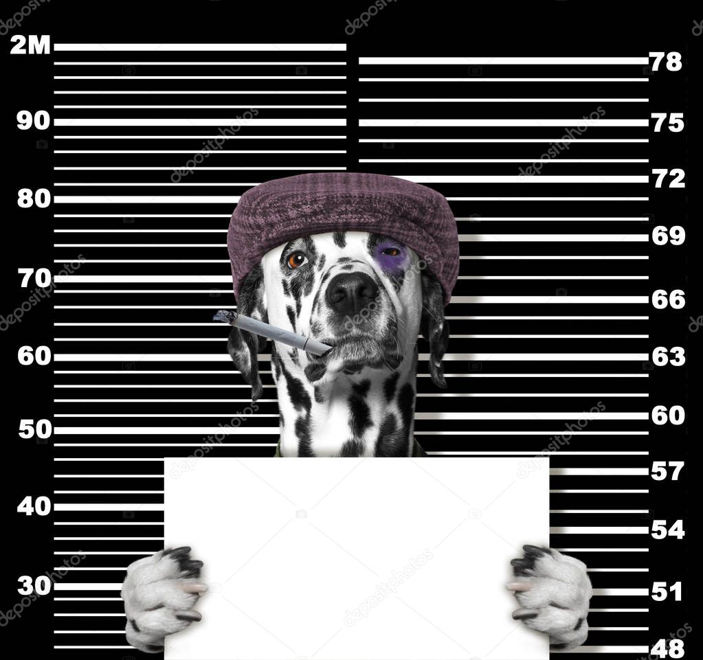 Criminal dalmatian dog at the police station. Photo on black