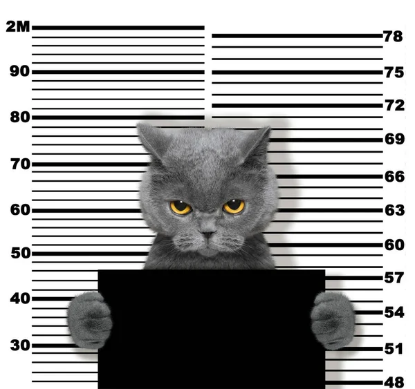 Zlobivá kočka na policejní stanici. Fotografie na bílém — Stock fotografie